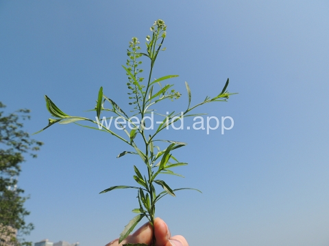 pepperweed, Virginia